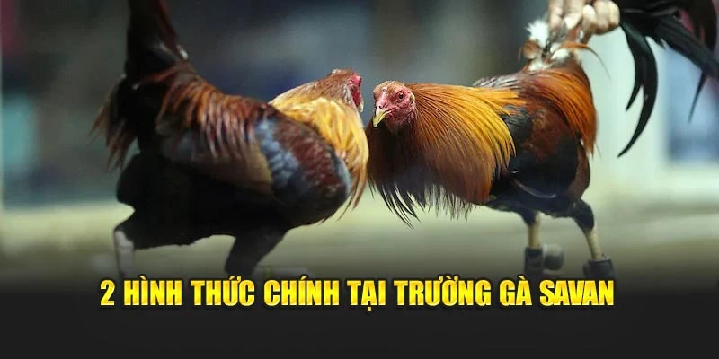 2 hình thức chính tại trường gà Savan