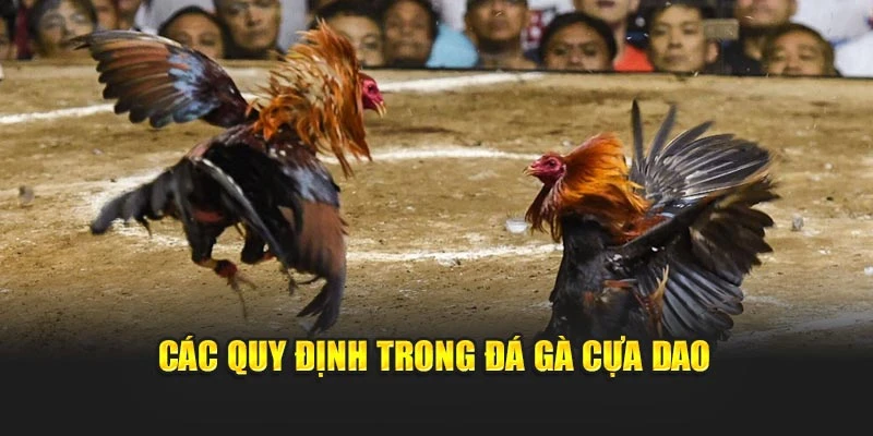 Các quy định trong đá gà cựa dao