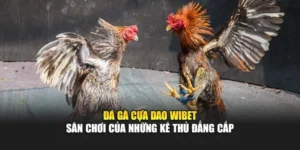 Đá Gà Cựa Dao Wibet - Sân Chơi Của Những Kê Thủ Đẳng Cấp