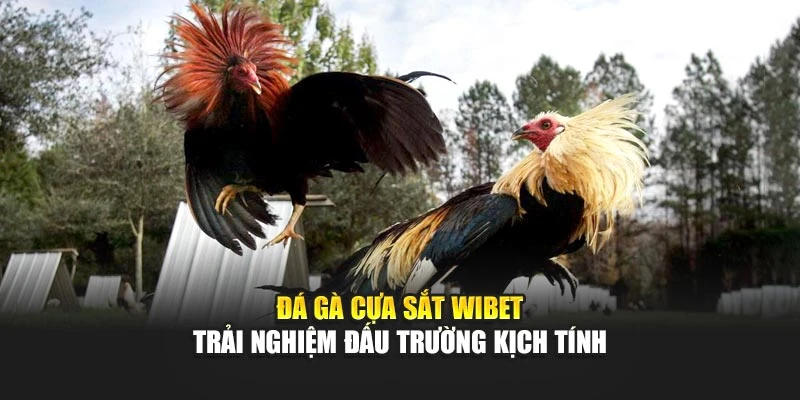 Đá Gà Cựa Sắt Wibet – Trải Nghiệm Đấu Trường Kịch Tính