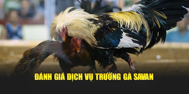 Đánh giá dịch vụ trường gà Savan