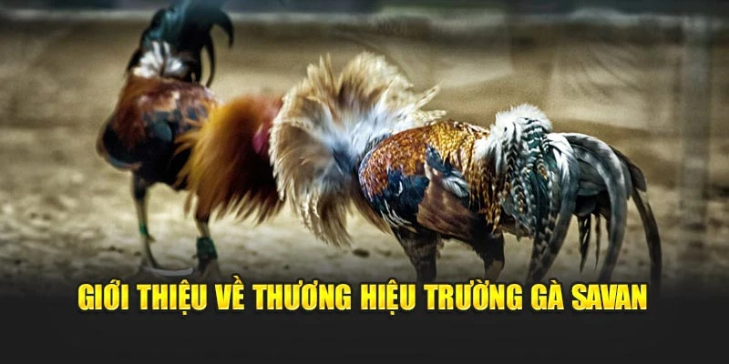 Giới thiệu về thương hiệu trường gà Savan