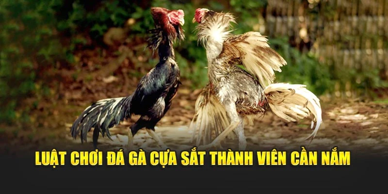 Luật chơi đá gà cựa sắt thành viên cần nắm
