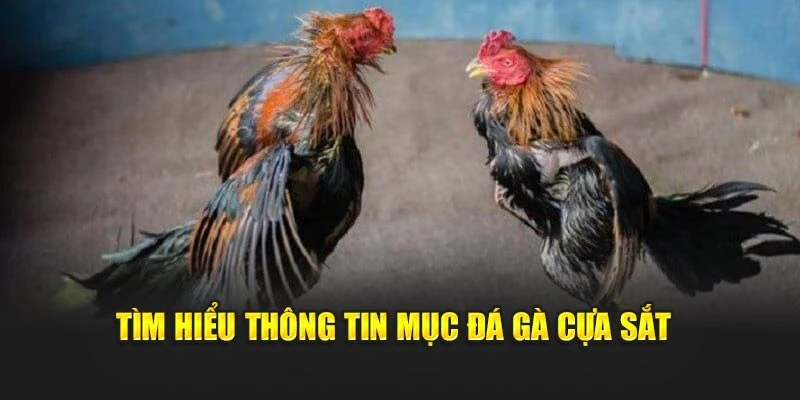 Tìm hiểu thông tin mục đá gà cựa sắt 