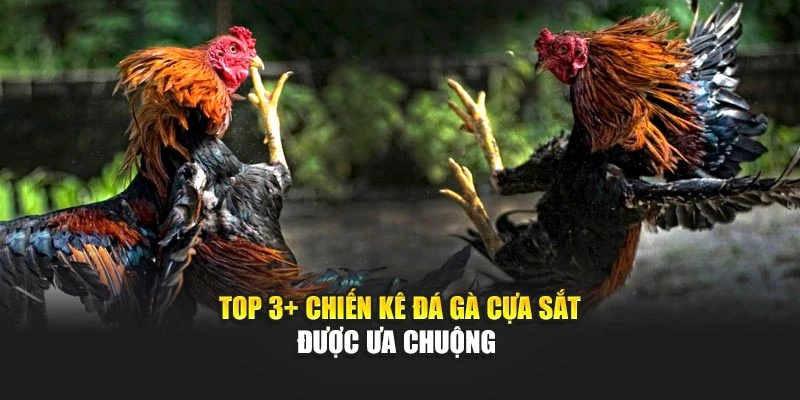 Top 3+ chiến kê đá gà cựa sắt được ưa chuộng 