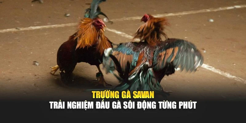 Trường Gà Savan – Trải Nghiệm Đấu Gà Sôi Động Từng Phút
