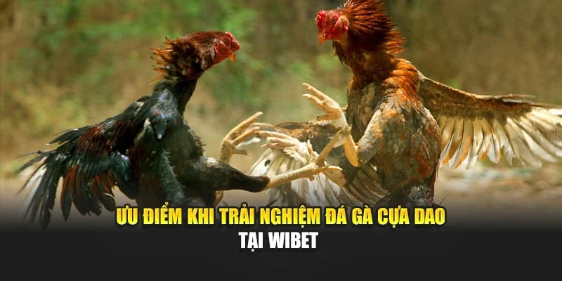 Ưu điểm khi trải nghiệm đá gà cựa dao tại Wibet